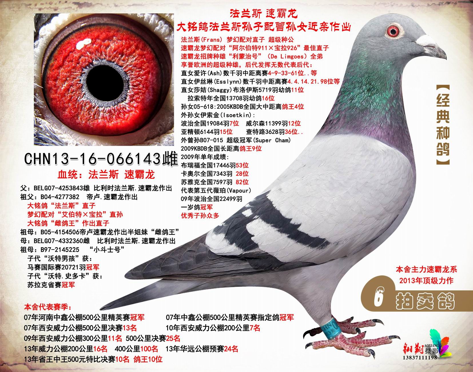 河南翔云鸽舍 - 中信网铭鸽展厅 www.ag188.com