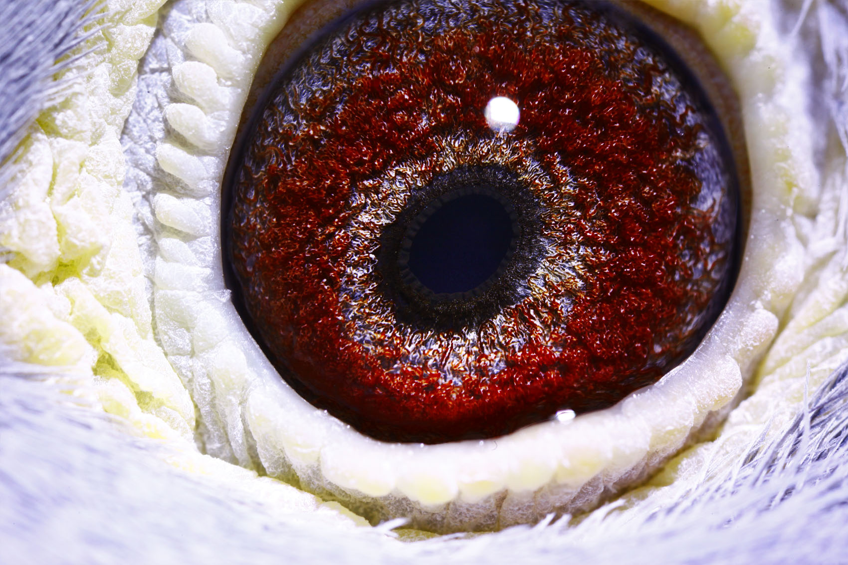 信鸽在线拍卖平台 - 中国信鸽信息网