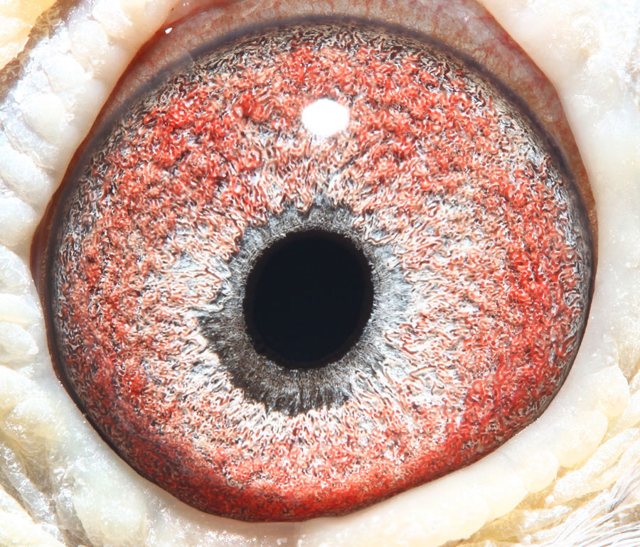 >> 查看拍卖商品