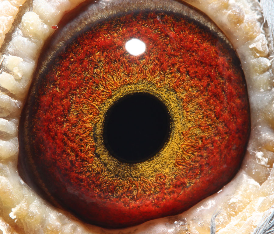 信鸽在线拍卖平台 - 中国信鸽信息网