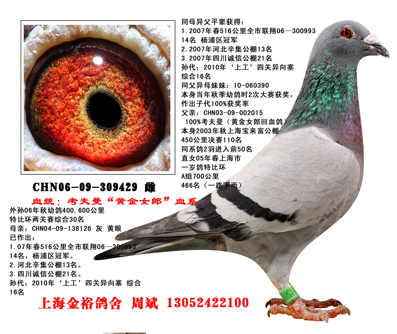 考夫曼系近亲鸽 保证金级 拍卖
