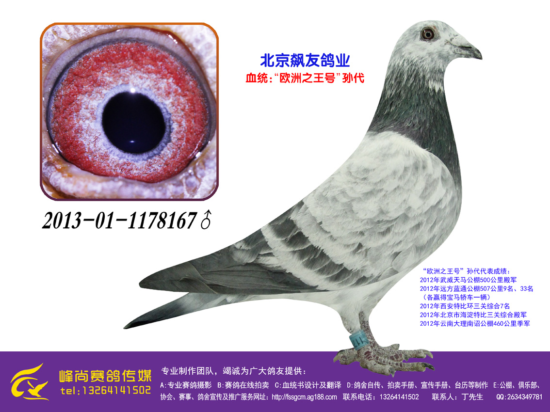 信鸽拍卖首页 拍卖专题 >> 查看拍卖商品   "欧洲之王号"孙代