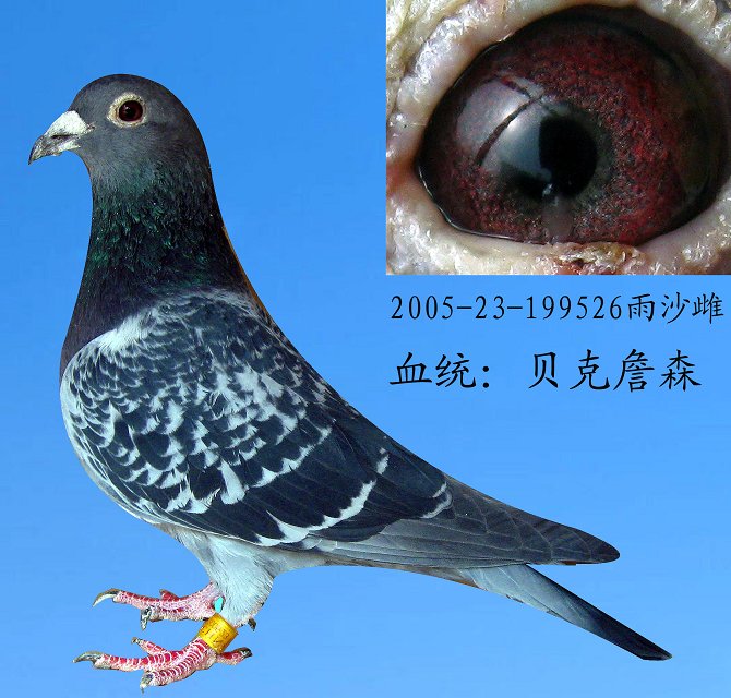 刘亦清贝克詹森大名 鸽2888直孙女 保证金级 拍卖