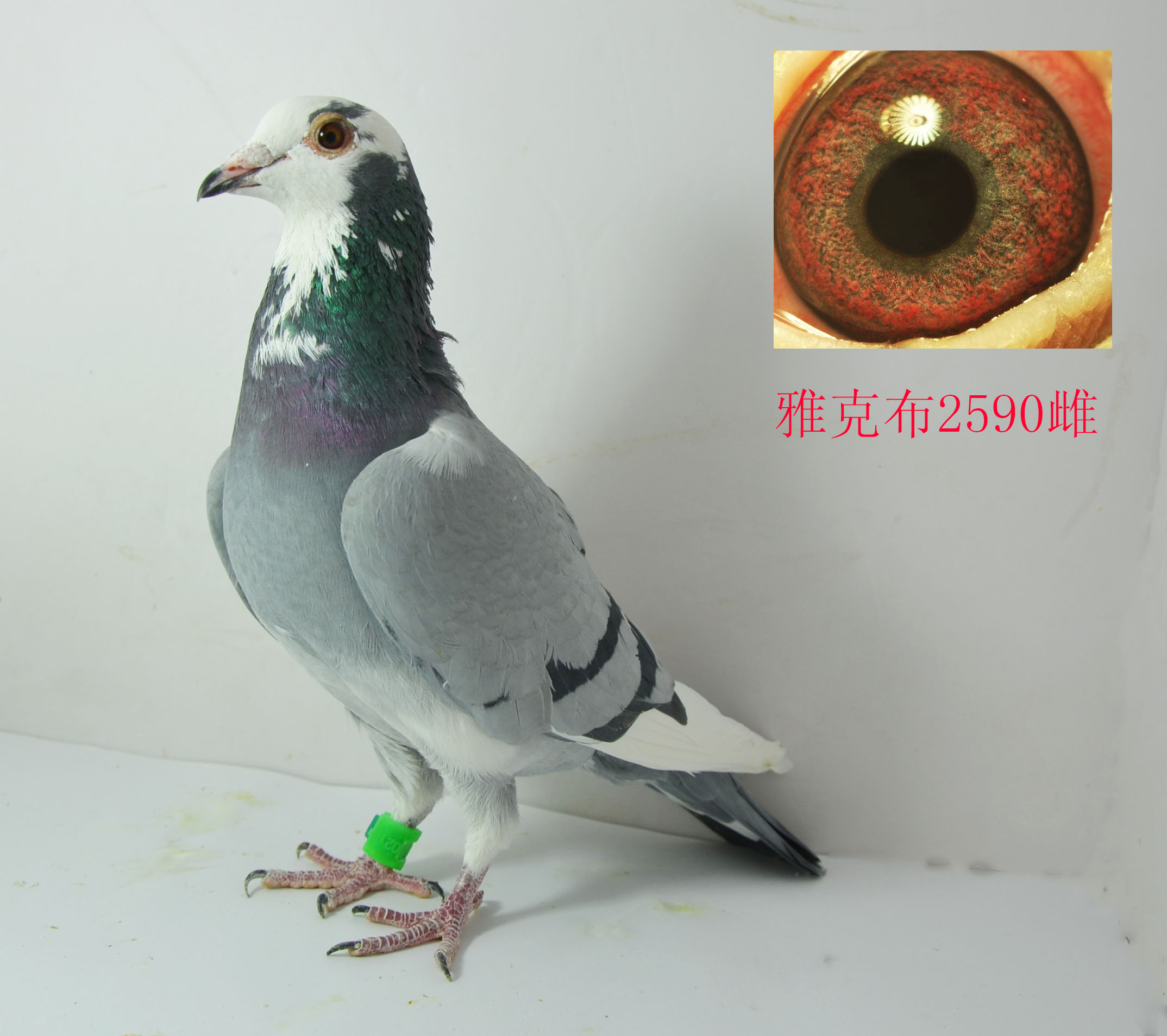 >> 查看拍卖商品