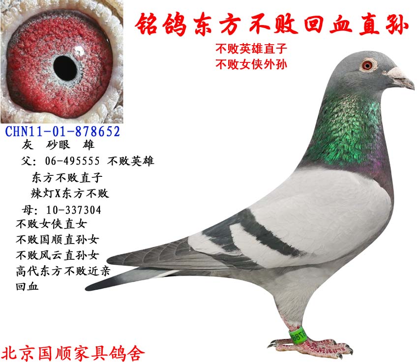 北京国顺家俱鸽舍 - 中信网铭鸽展厅 www.ag188.com