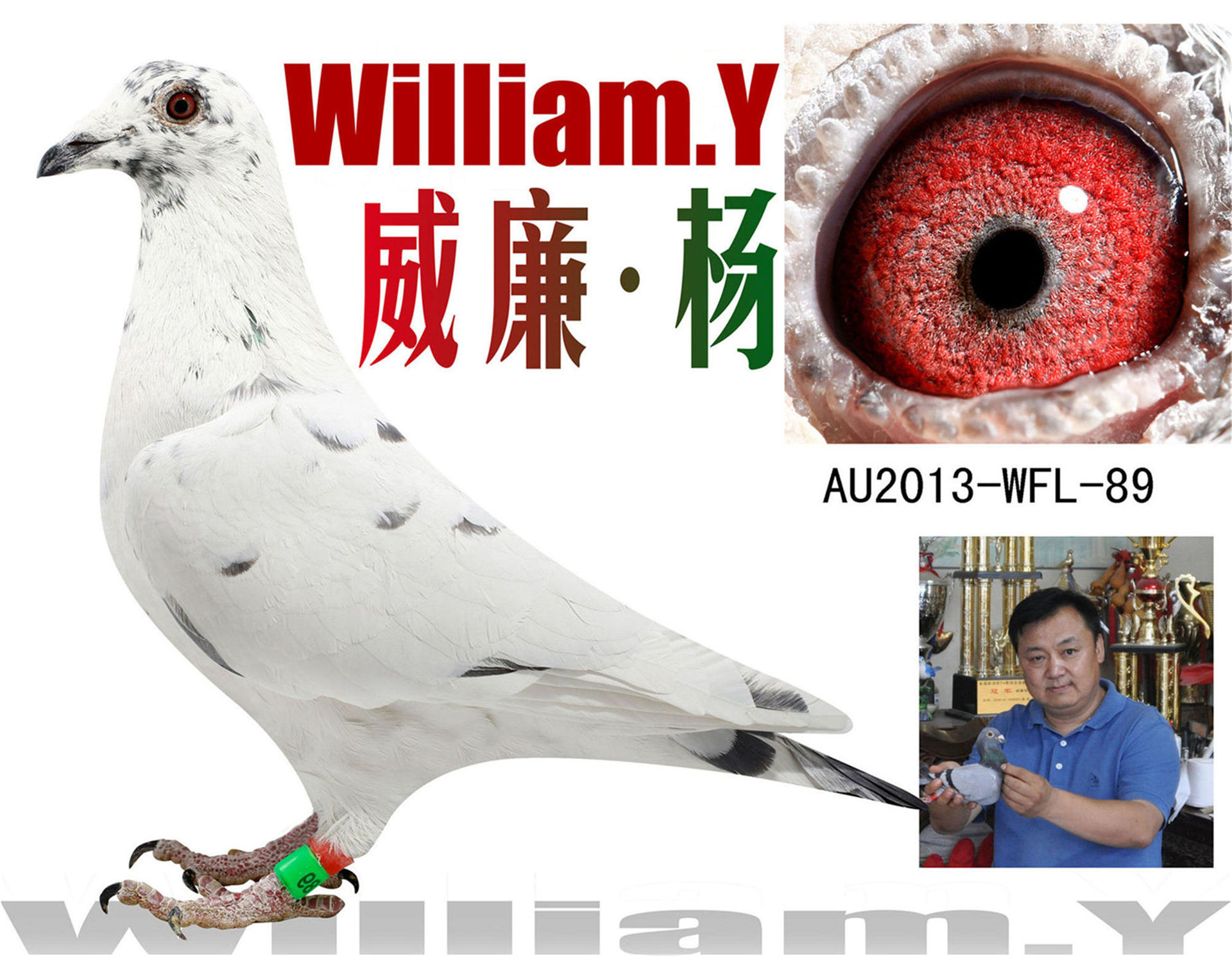 铭 鸽  新鸽上架  推荐铭鸽  定价鸽  信鸽拍卖 黄金配对   网上展厅