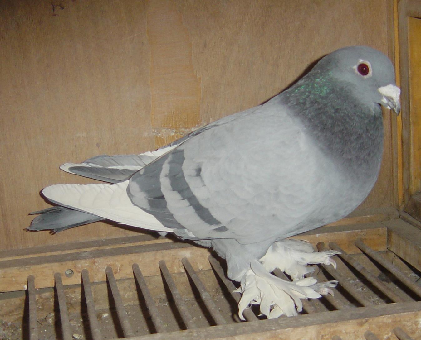 信鸽拍卖首页 拍卖专题 >> 查看拍卖商品   当前出价: 600