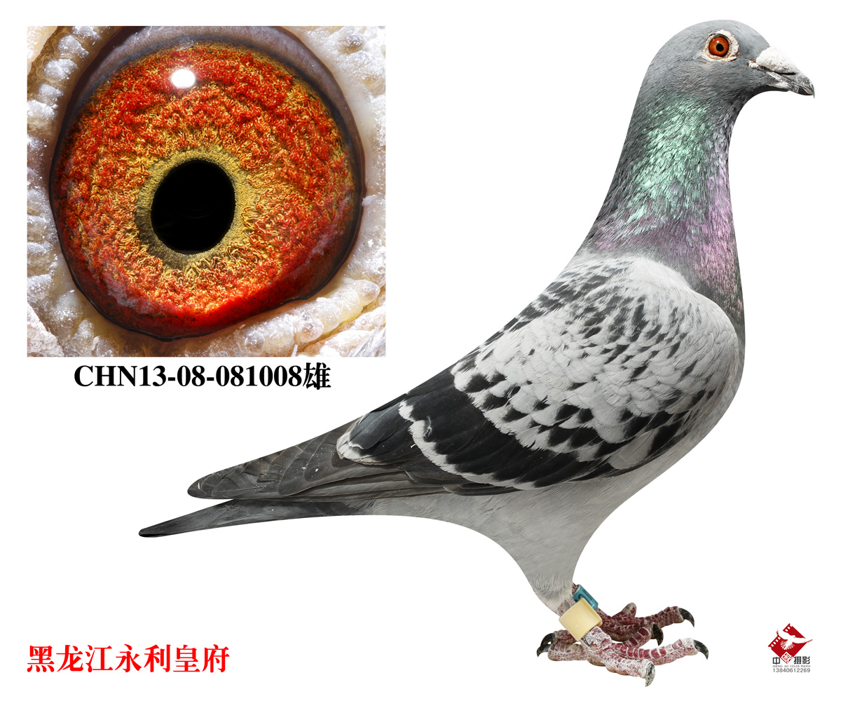 13年河北唐山银水公棚参赛鸽 保证金级 拍卖
