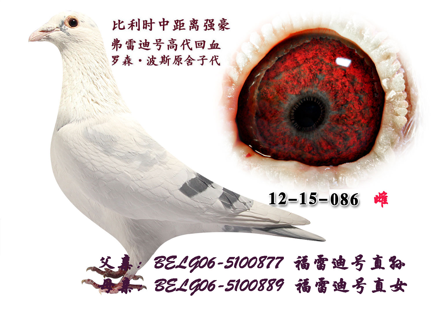 山东神洲鸽业 - 中信网铭鸽展厅 www.ag188.com