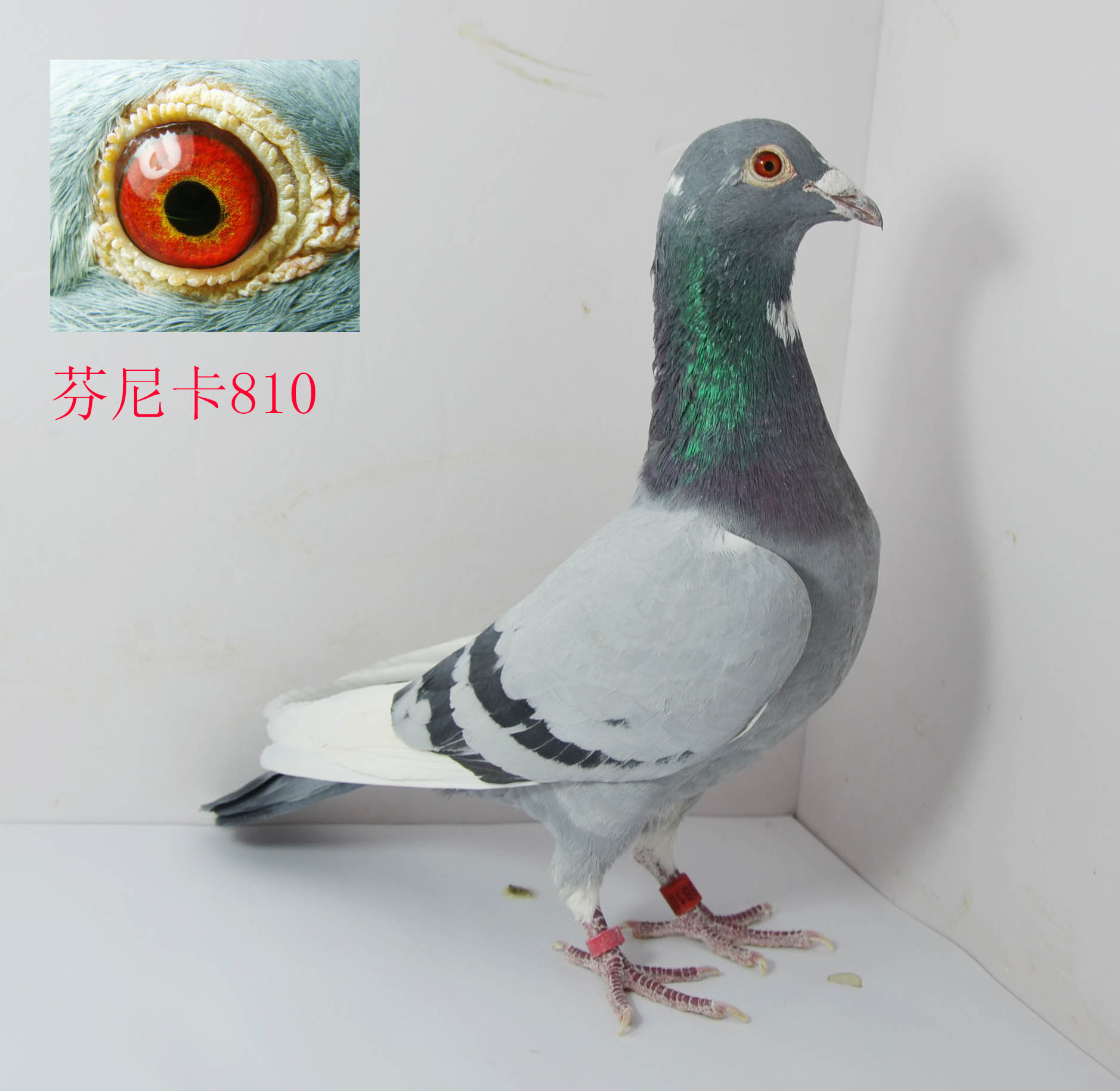 信鸽拍卖首页 拍卖专题 >> 查看拍卖商品 当前出价: 0          元