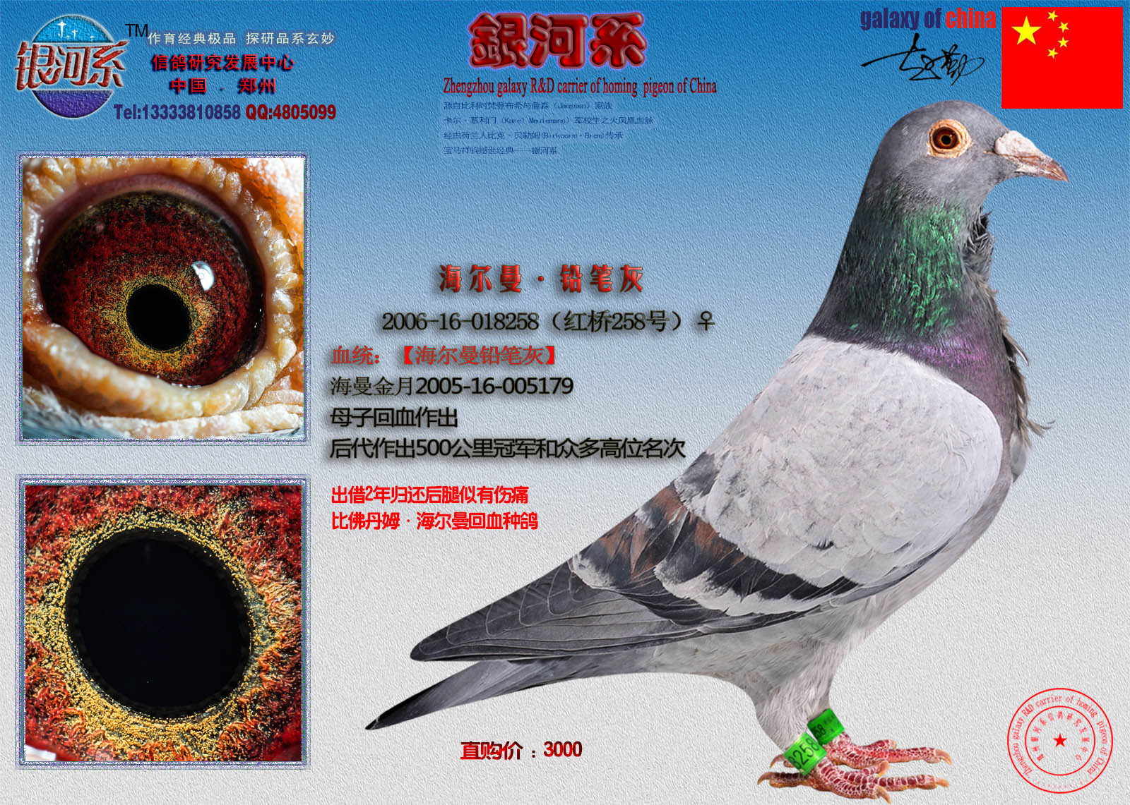 郑州银河系信鸽研究中心在线拍鸽