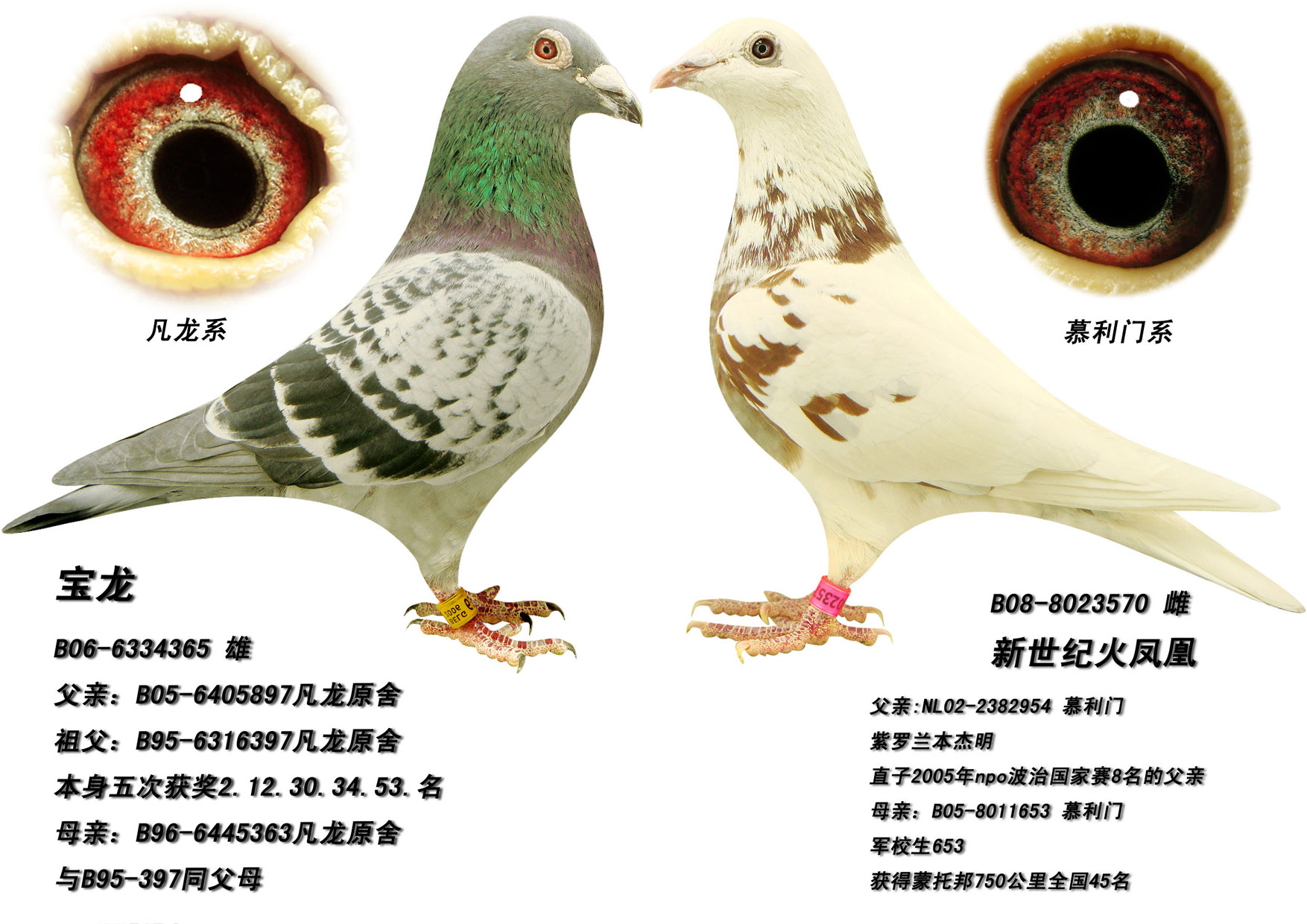 帮助 首 页  铭 鸽  新鸽上架  推荐铭鸽  定价鸽  信鸽拍卖 黄金配对