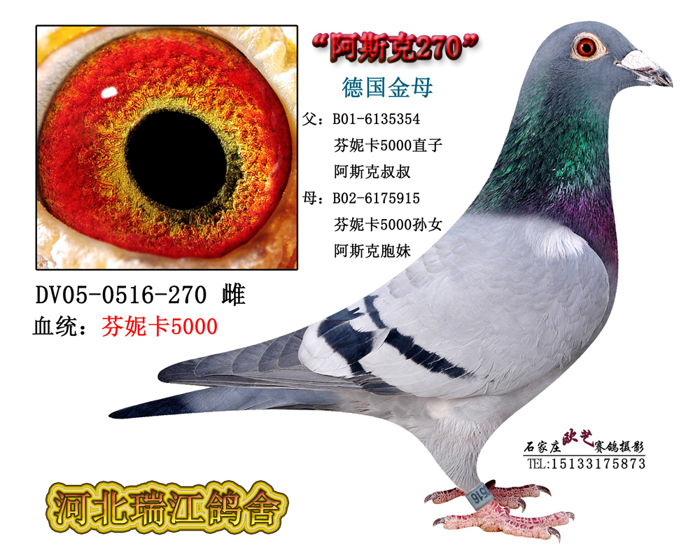 芬妮卡608 保证金级 拍卖