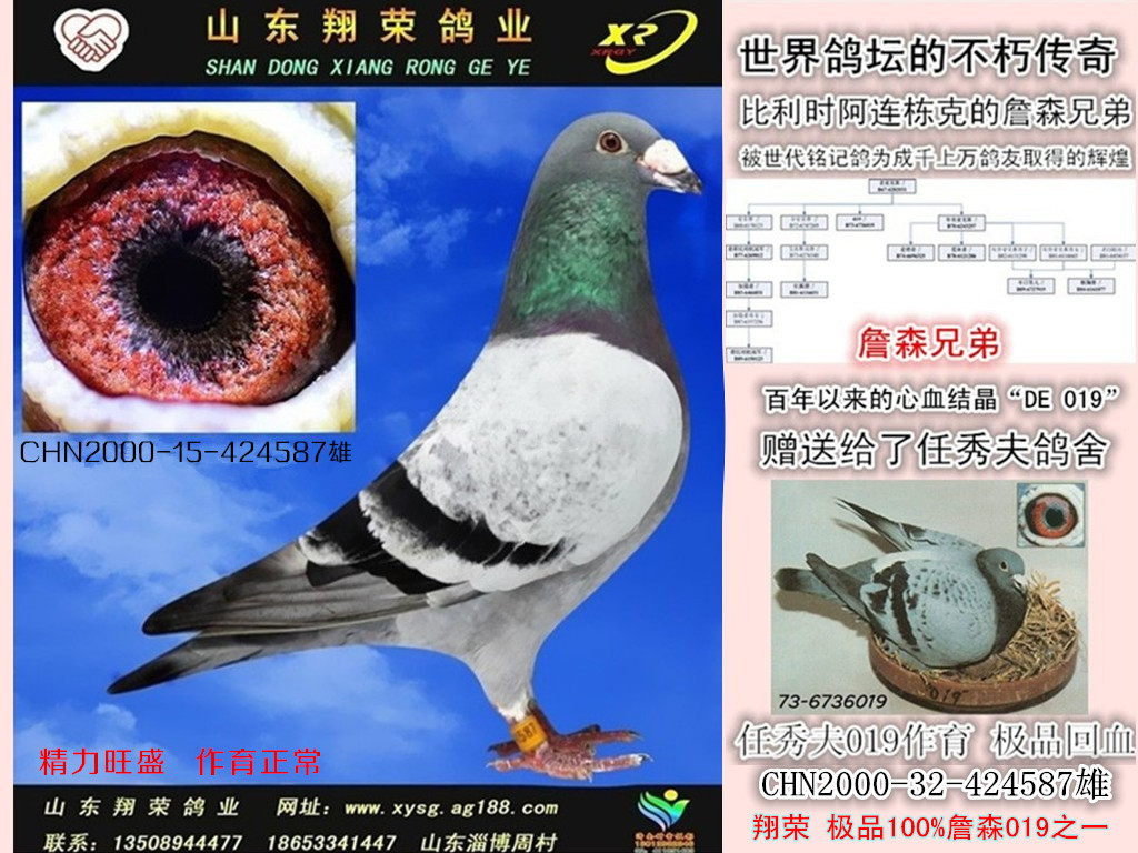 翔榮 詹森019*詹森西格穆勒特留種鴿 保證金級 拍賣