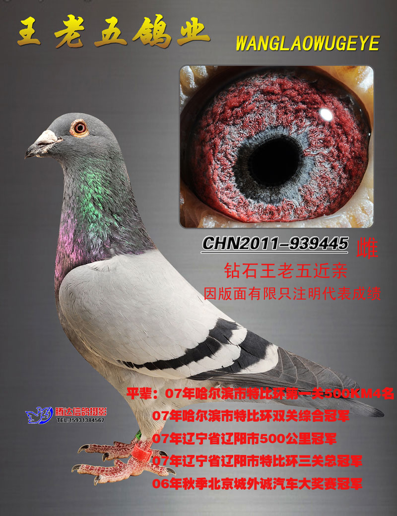 王老五鸽业 - 中信网铭鸽展厅 www.ag188.com