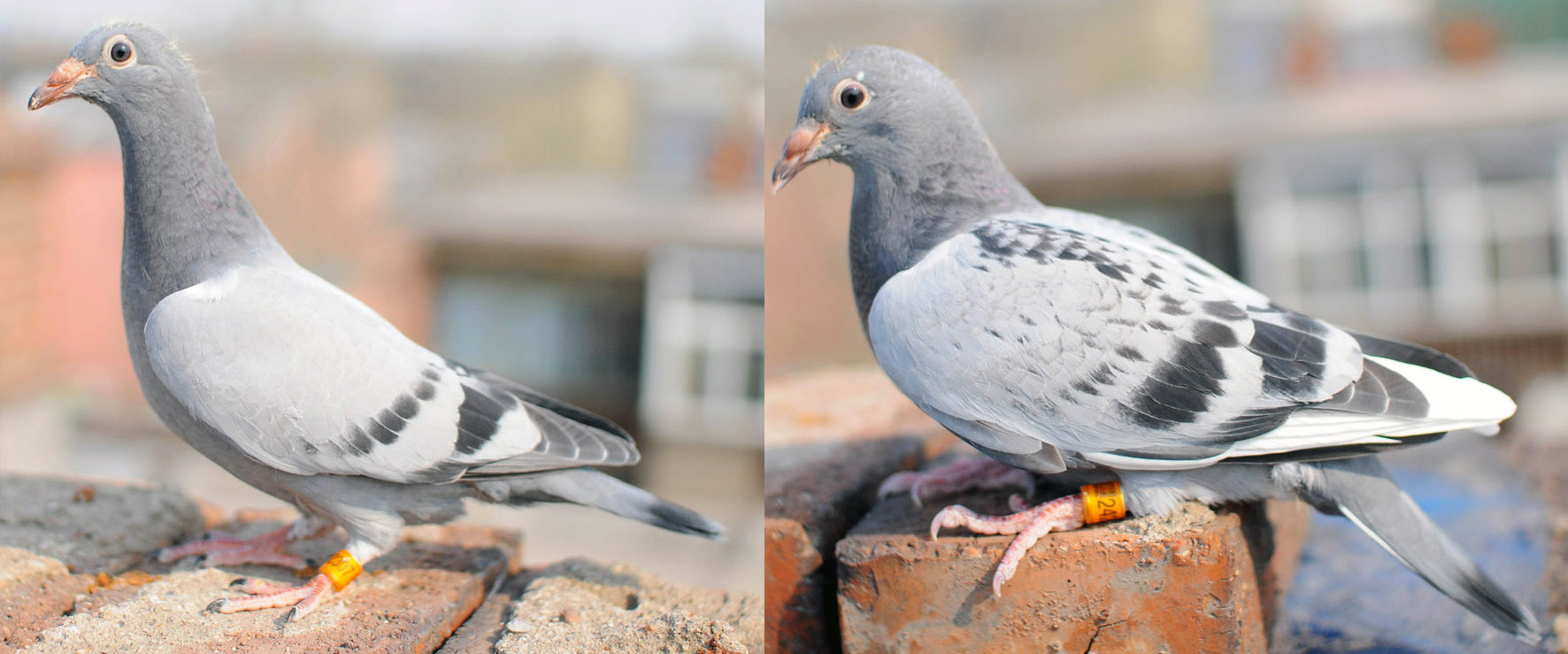 >> 查看拍卖商品