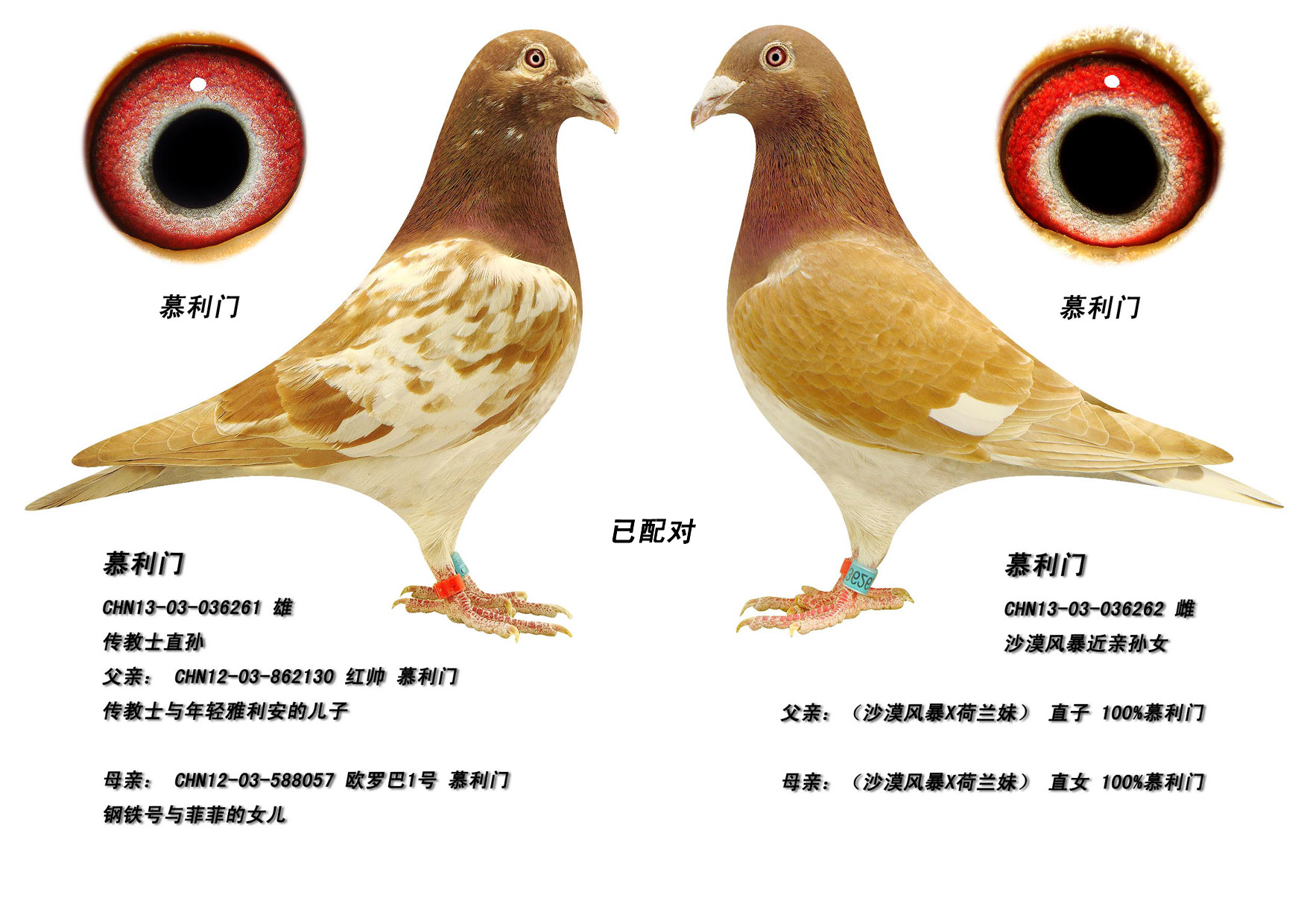 门网络黄金(网络黄金wdd)