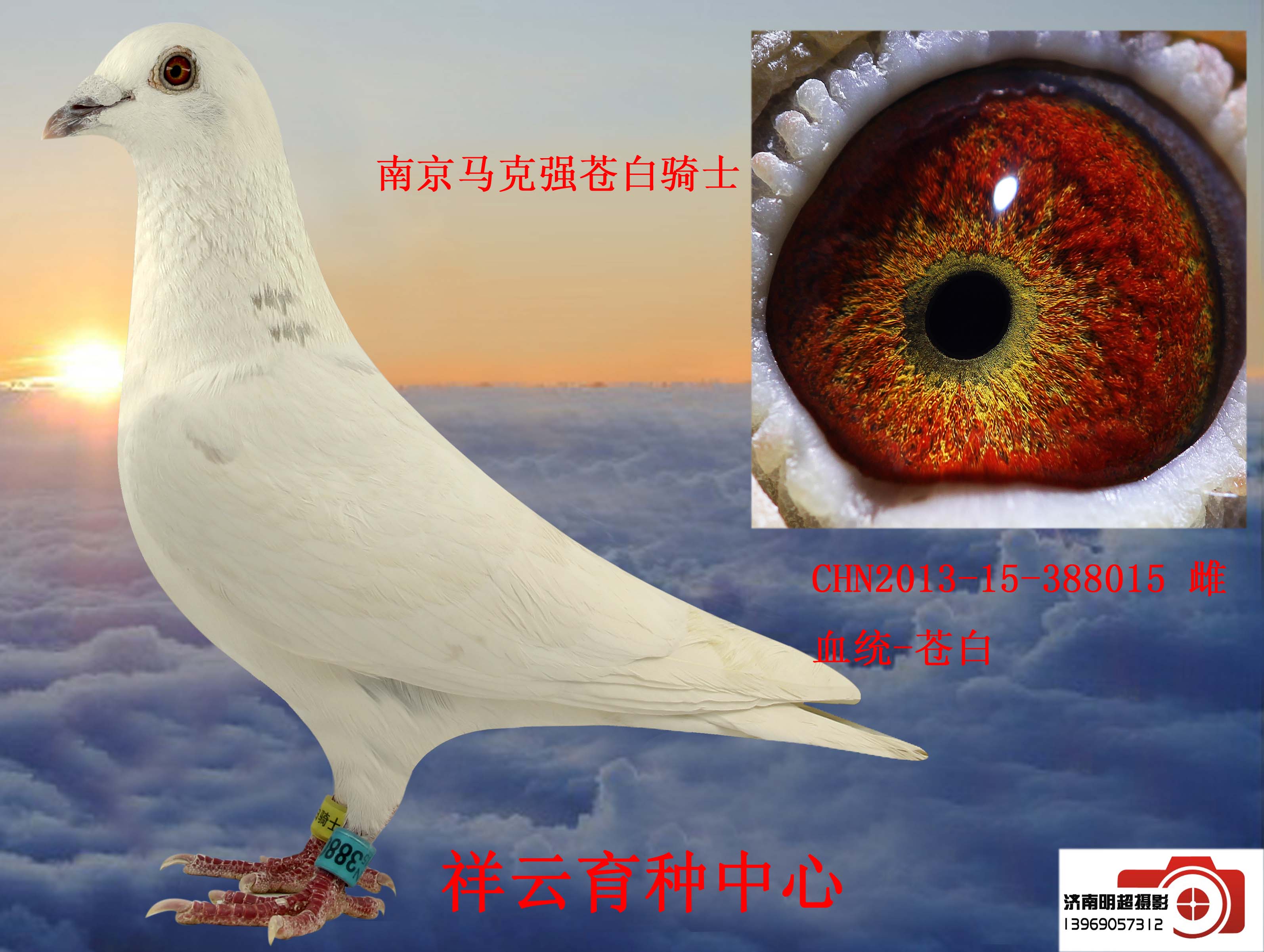 信鸽在线拍卖平台 - 中国信鸽信息网