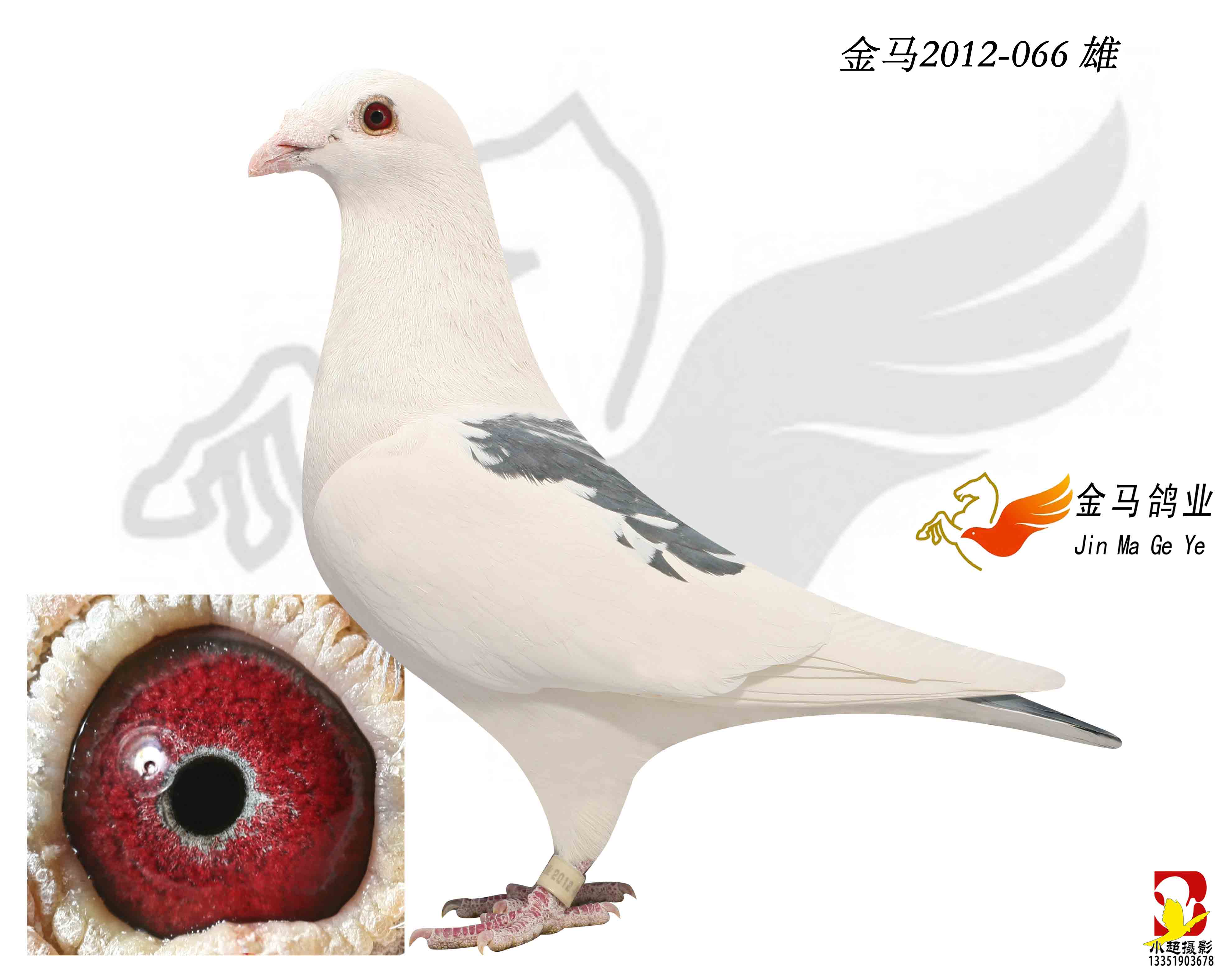 信鸽拍卖首页 拍卖专题 >> 查看拍卖商品 相关图片 目前尚无图片!