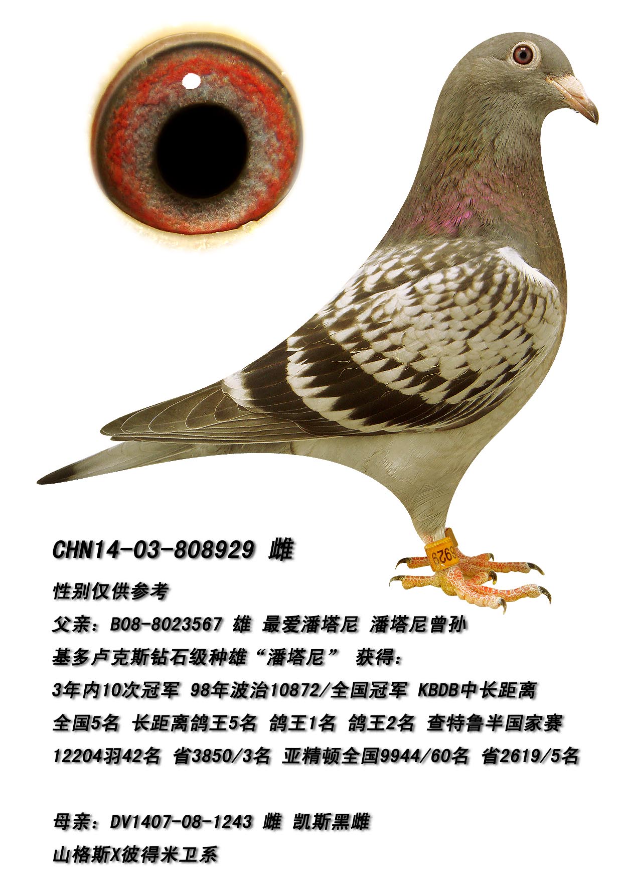 信鸽拍卖首页 拍卖专题 >> 查看拍卖商品 相关图片 商品信息 商品编号