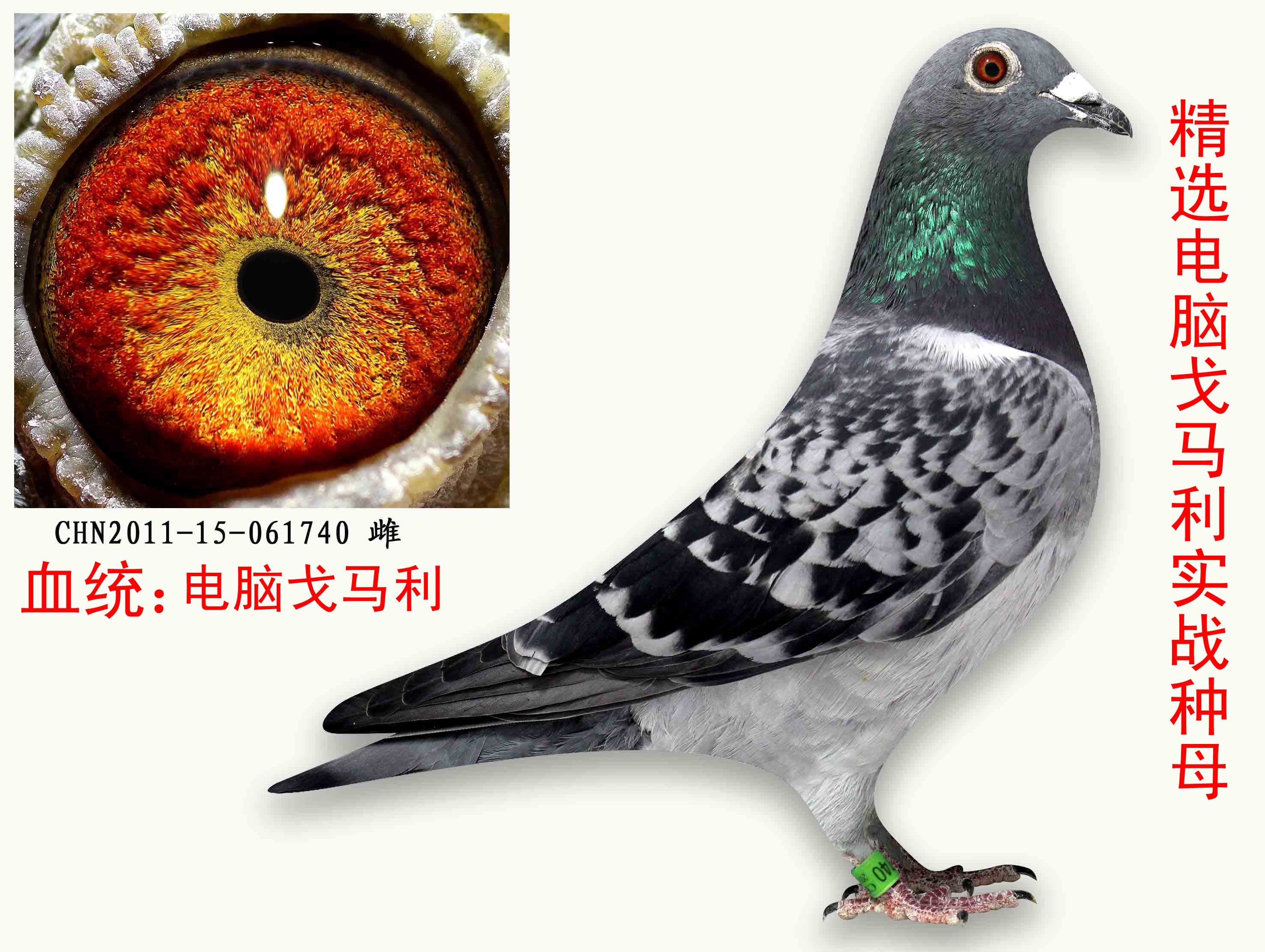 >> 查看拍卖商品