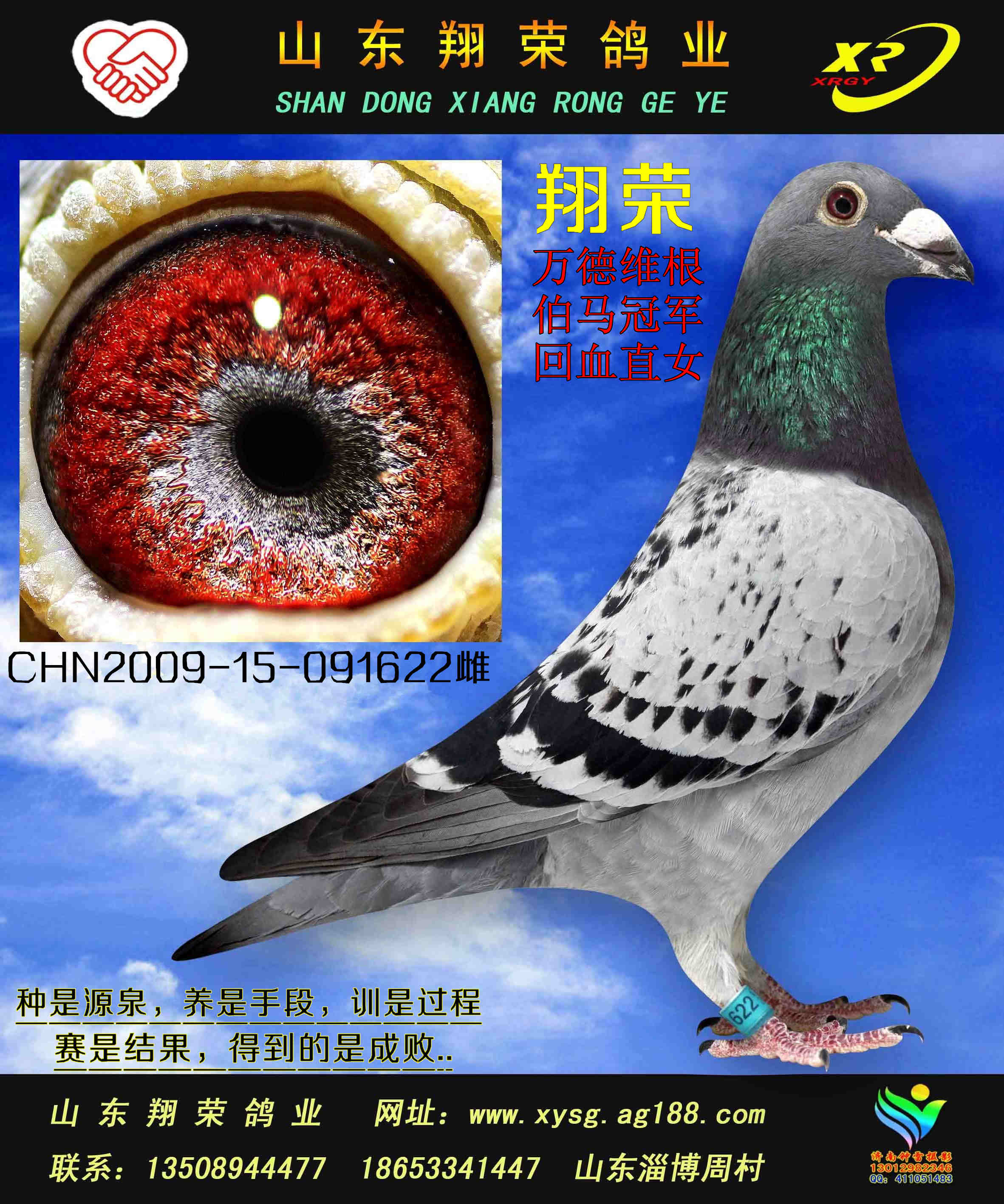 翔荣 万德维根 伯马冠军回血特留种鸽 保证金级 拍卖