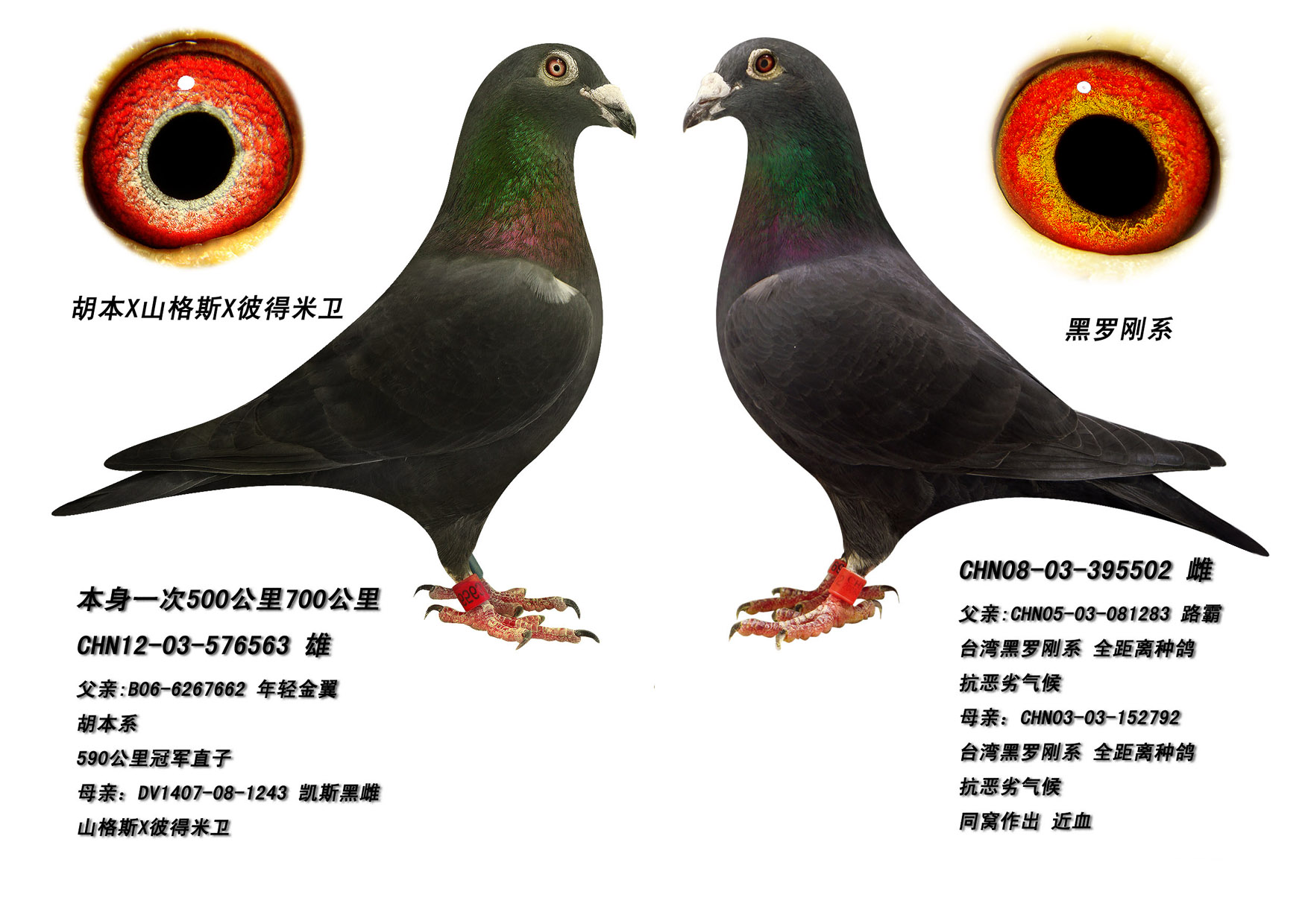 信鸽拍卖首页 拍卖专题 >> 查看拍卖商品   黑鸽(一对)