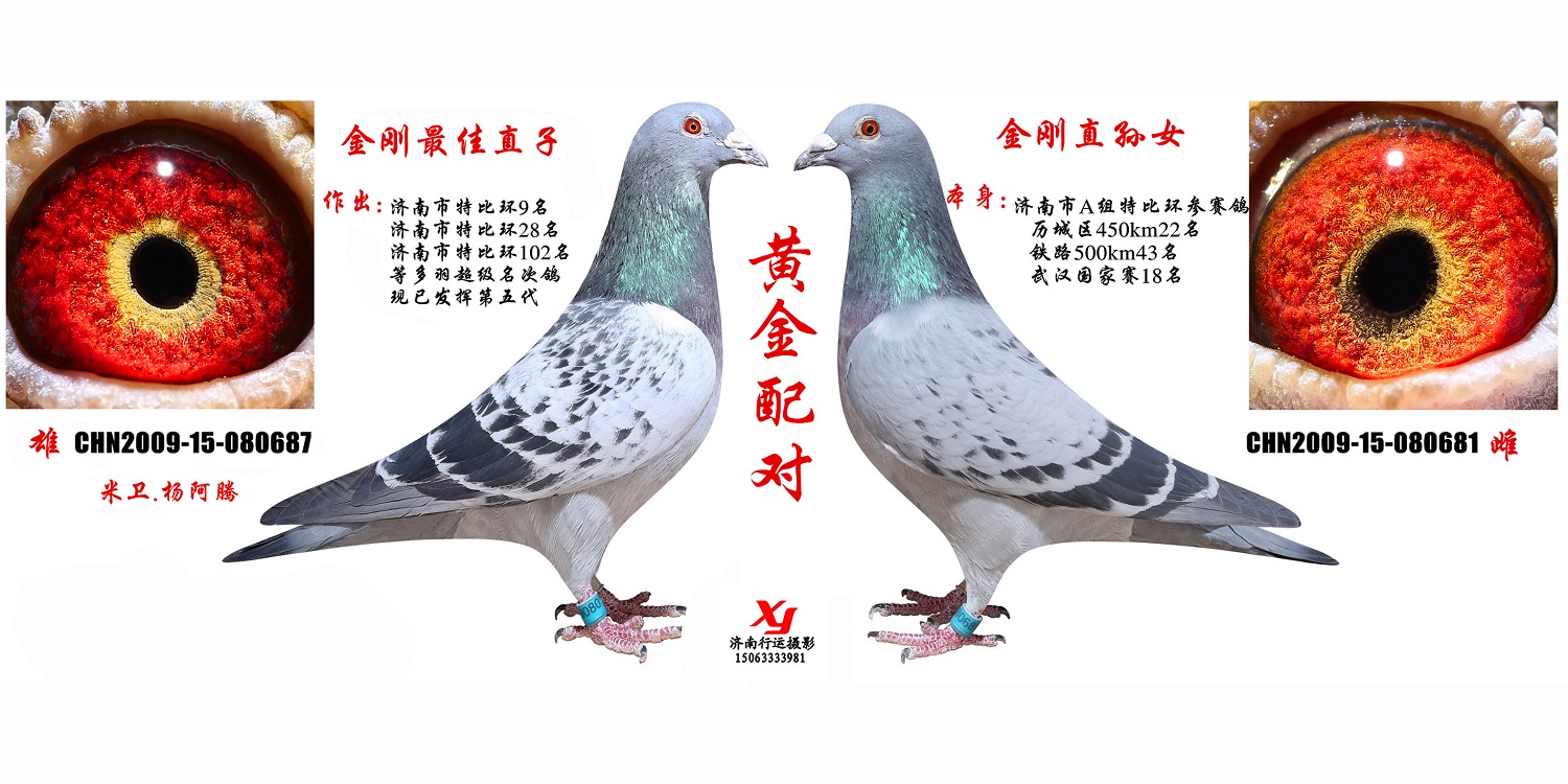 空运:按次数计算,得标1羽及多羽,每次均按300元支付,鸽友必须自行到