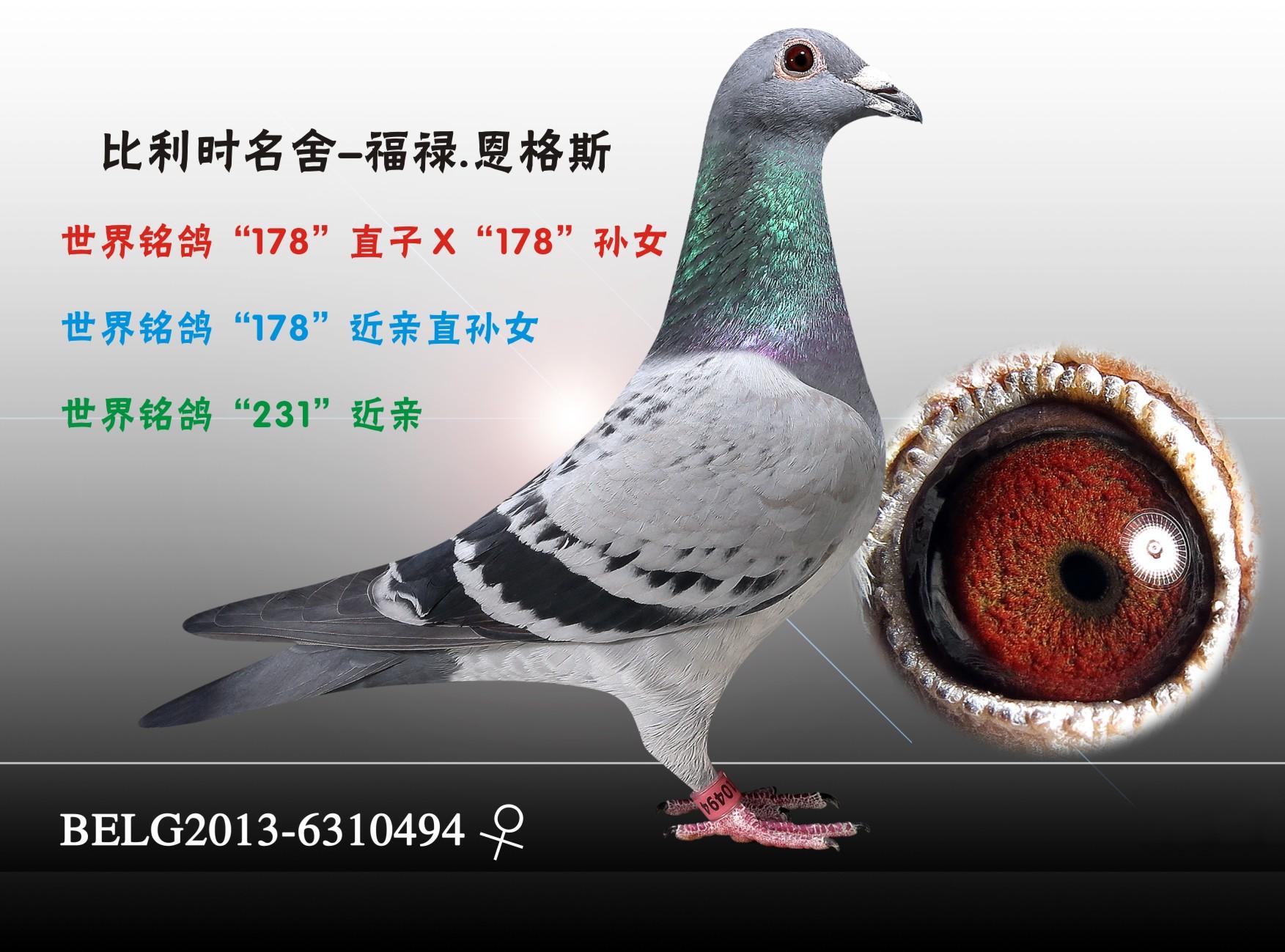 信鸽在线拍卖平台 - 中国信鸽信息网