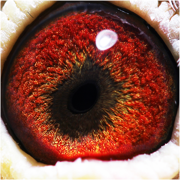 信鸽拍卖首页 拍卖专题 >> 查看拍卖商品 相关图片 商品信息 商品编号