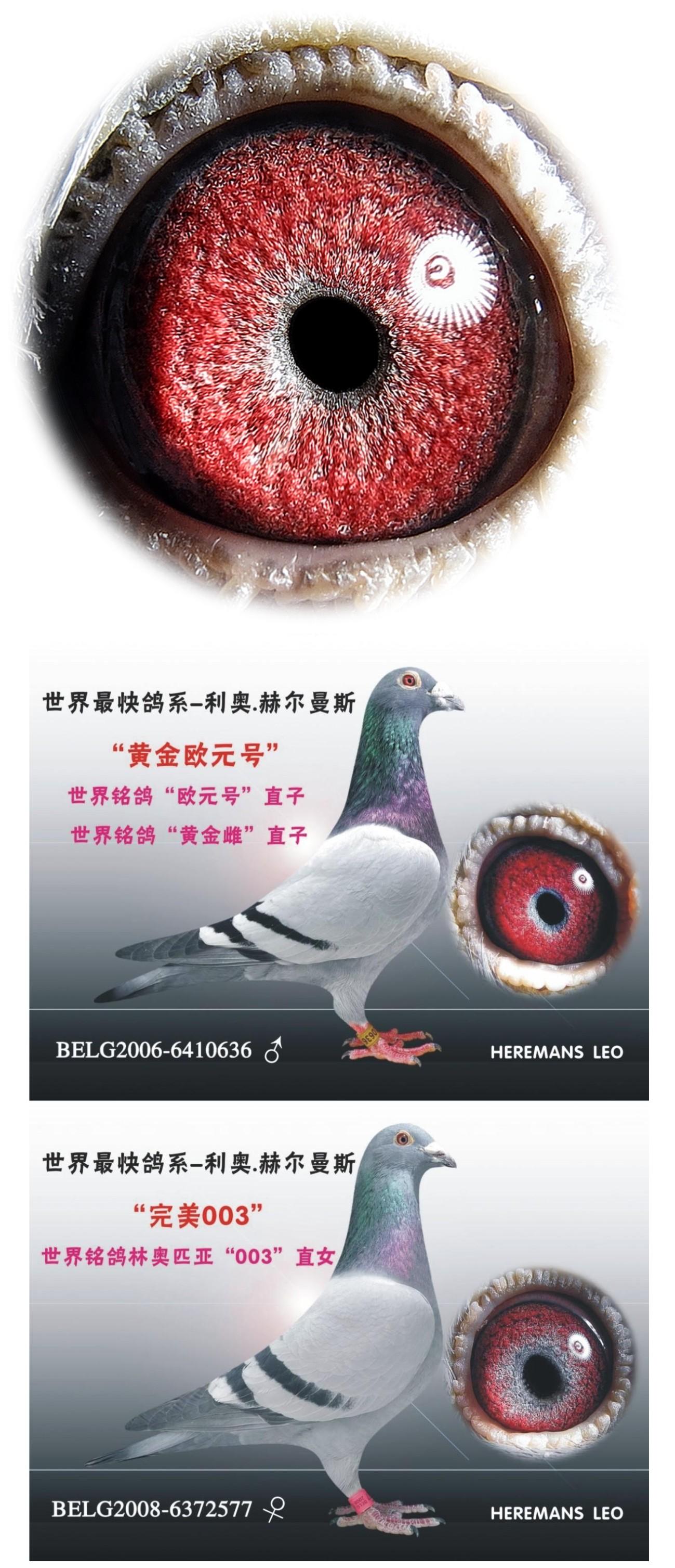 赫尔曼斯"欧元"直子 x"003"直女 保证金级 拍卖