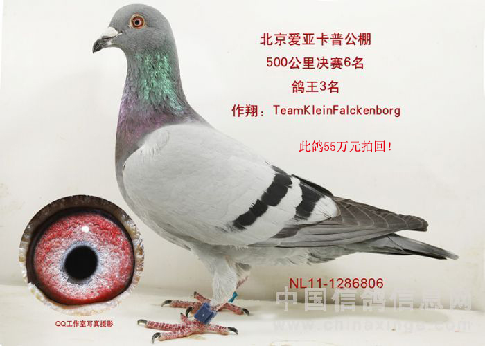 唐山开尔鸽业 - 中信网铭鸽展厅 www.ag188.com