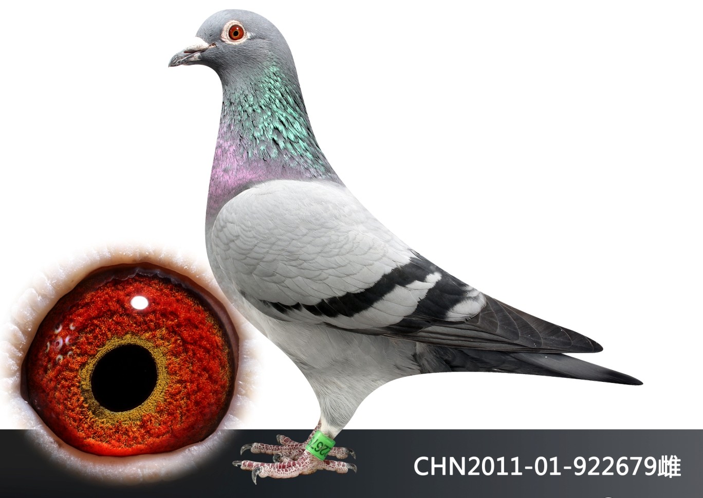 信鸽在线拍卖平台 - 中国信鸽信息网