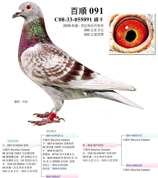 新疆百顺鸽业 - 中信网铭鸽展厅 www.ag188.com