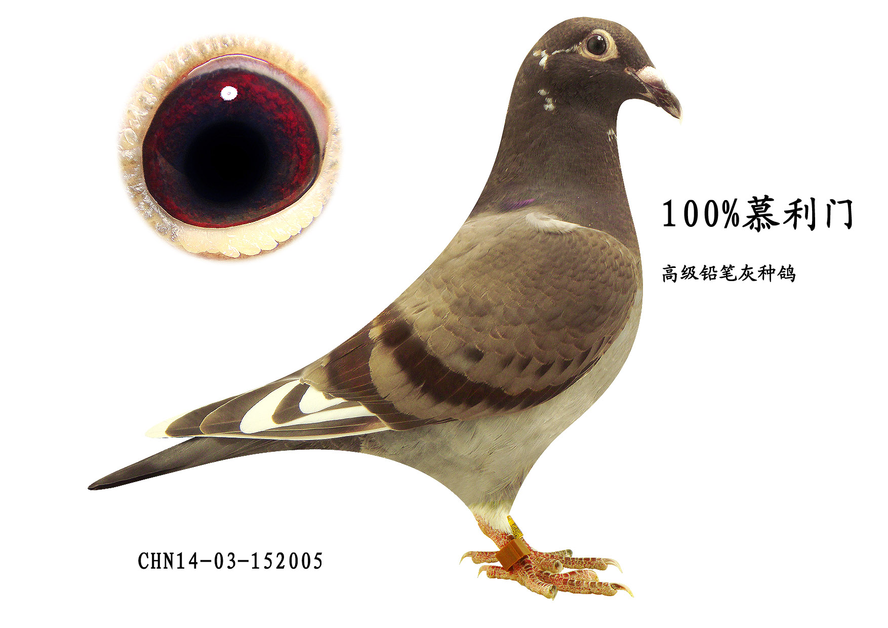 成东慕利门 - 中信网铭鸽展厅 www.ag188.com