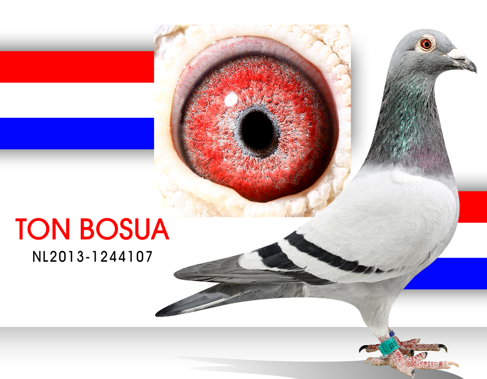 波西瓦107 保证金级 拍卖