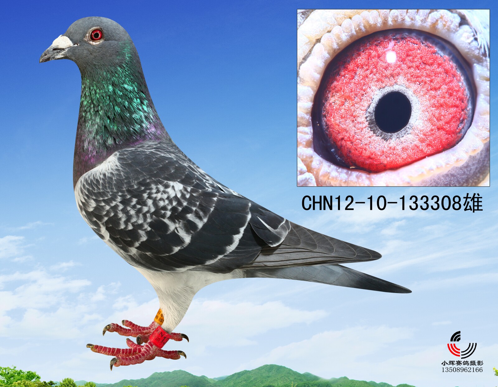 信鸽拍卖首页 拍卖专题 >> 查看拍卖商品 相关图片 目前尚无图片!