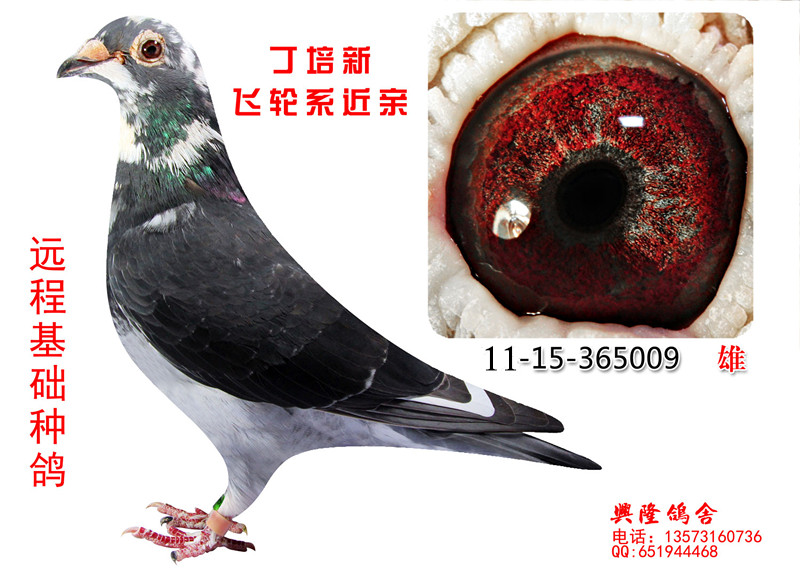 信鸽在线拍卖平台 - 中国信鸽信息网