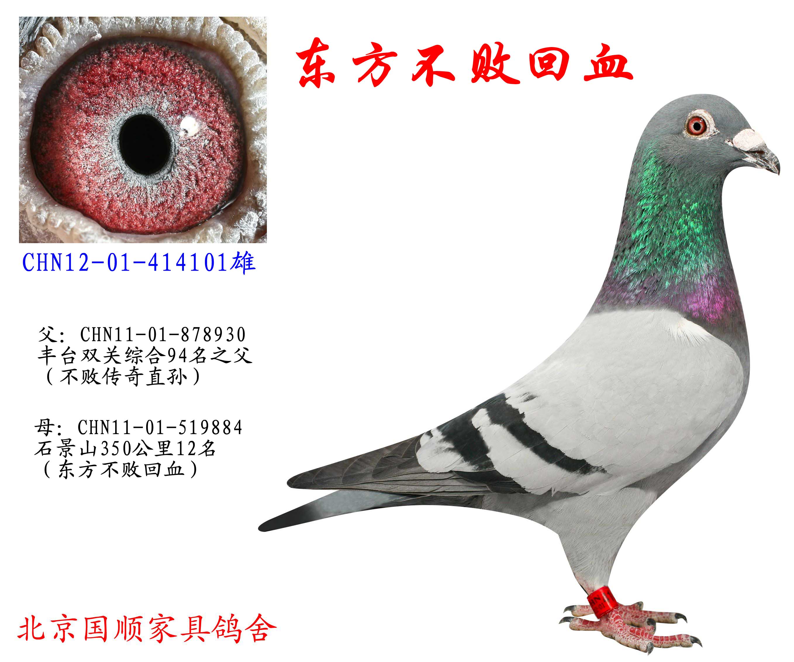 信鸽在线拍卖平台 - 中国信鸽信息网