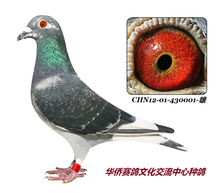 信鸽在线拍卖平台 - 中国信鸽信息网