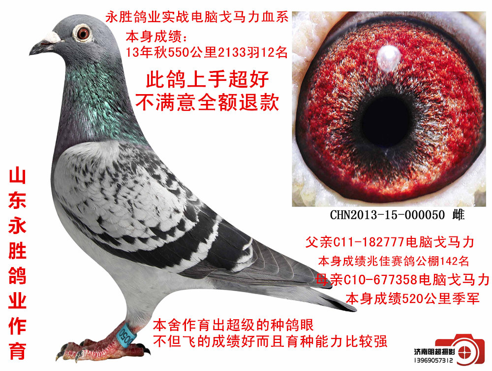 信鸽在线拍卖平台 - 中国信鸽信息网