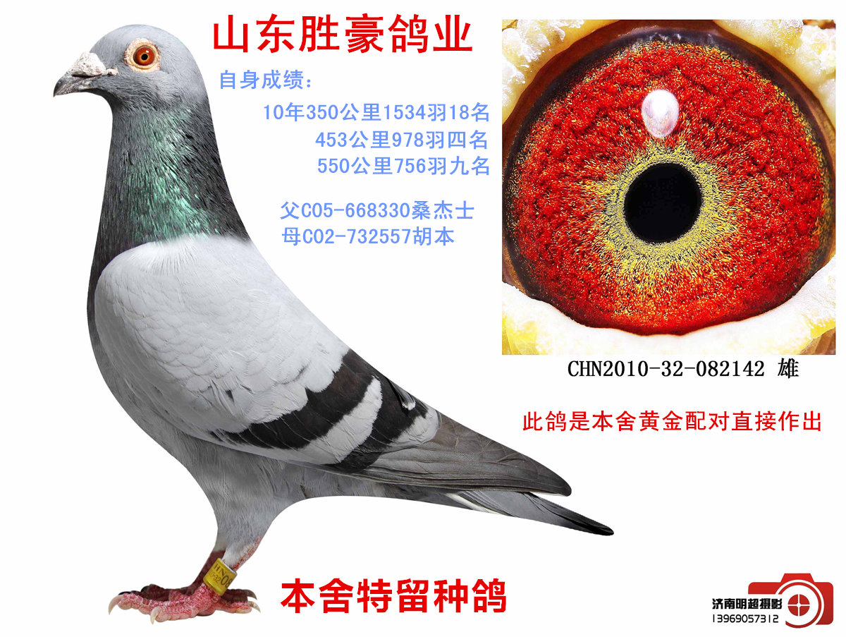 信鸽在线拍卖平台 - 中国信鸽信息网