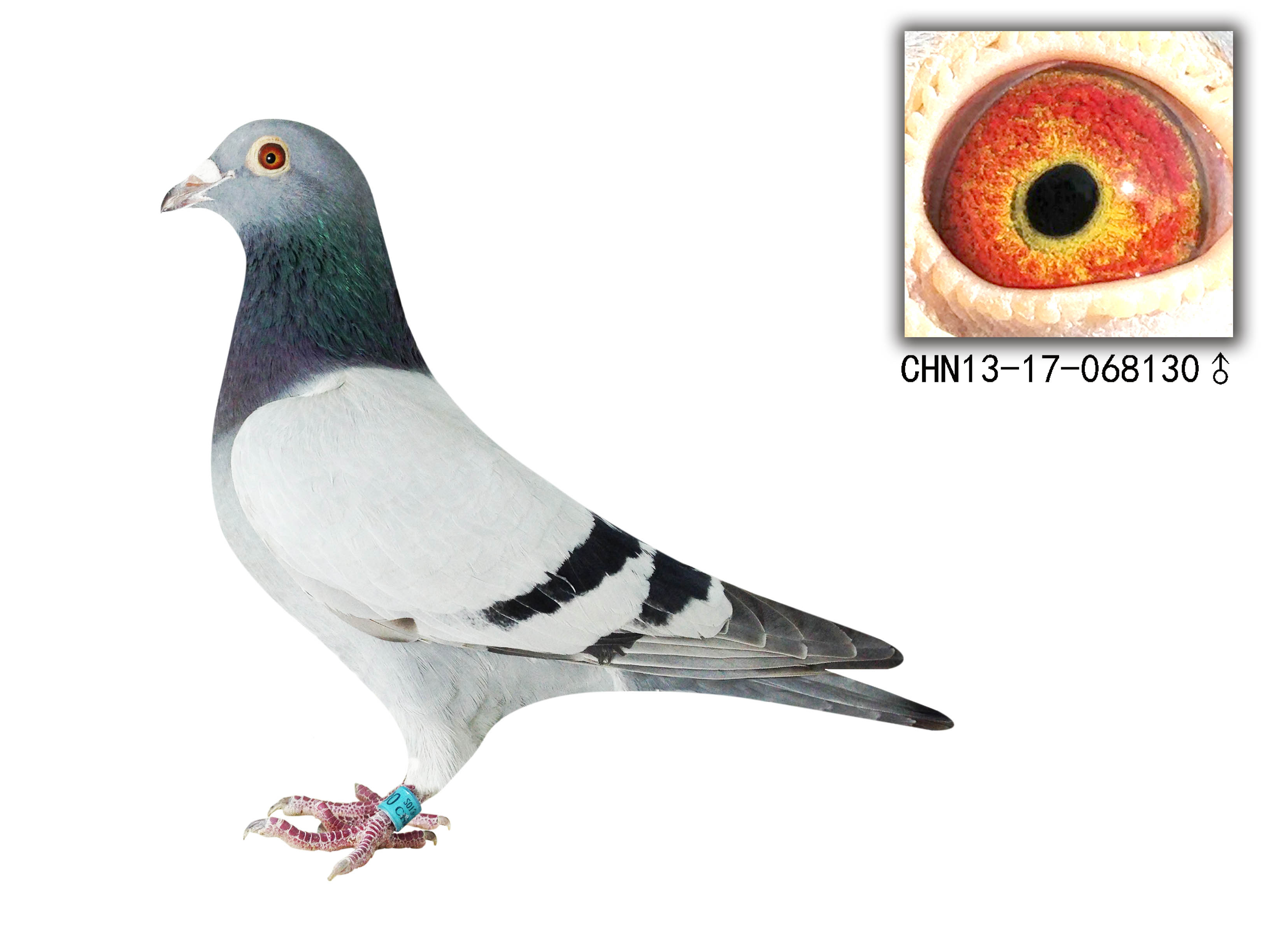 国家一号x速霸龙"知名17号配对孙代" 保证金级 拍卖