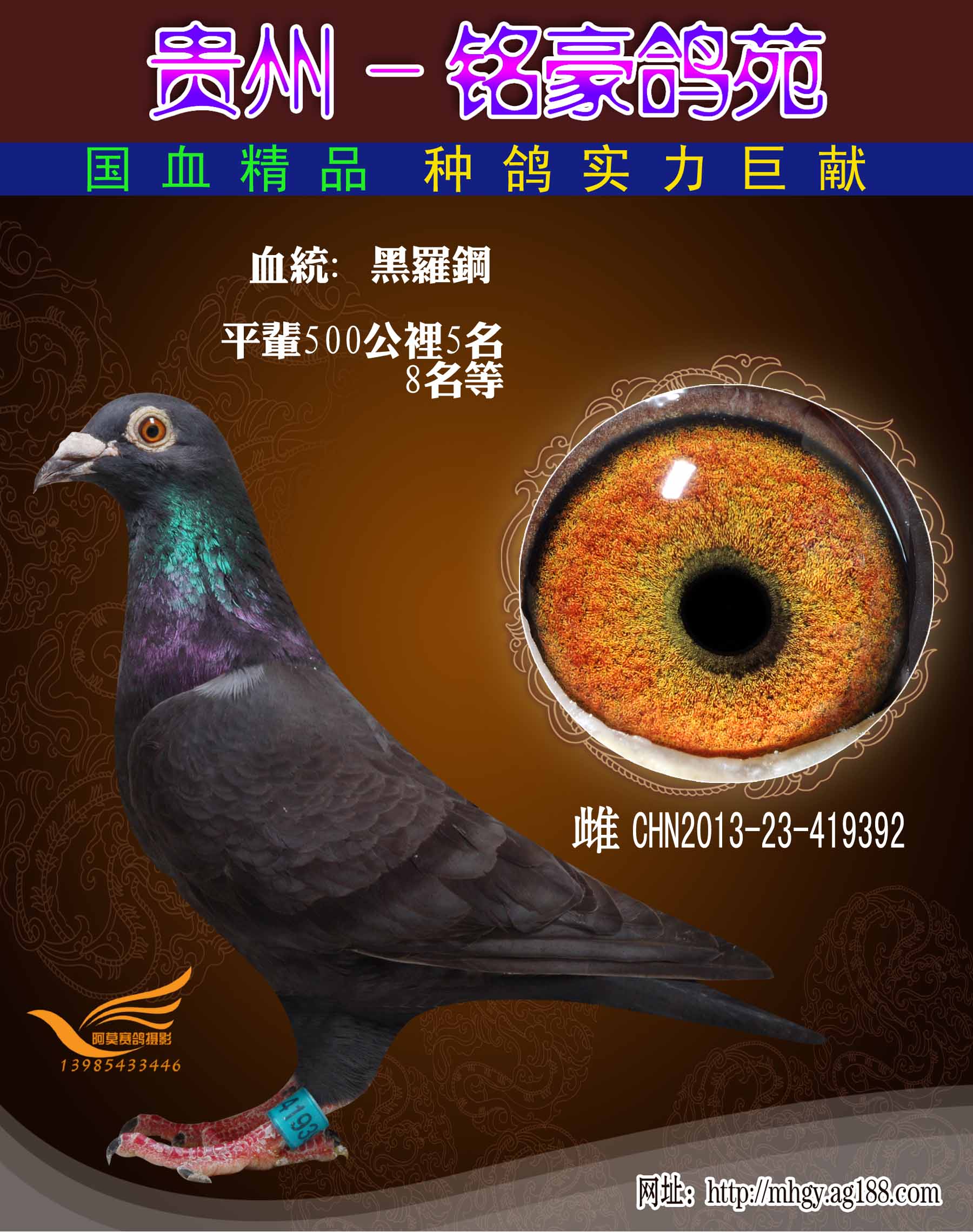 信鸽在线拍卖平台