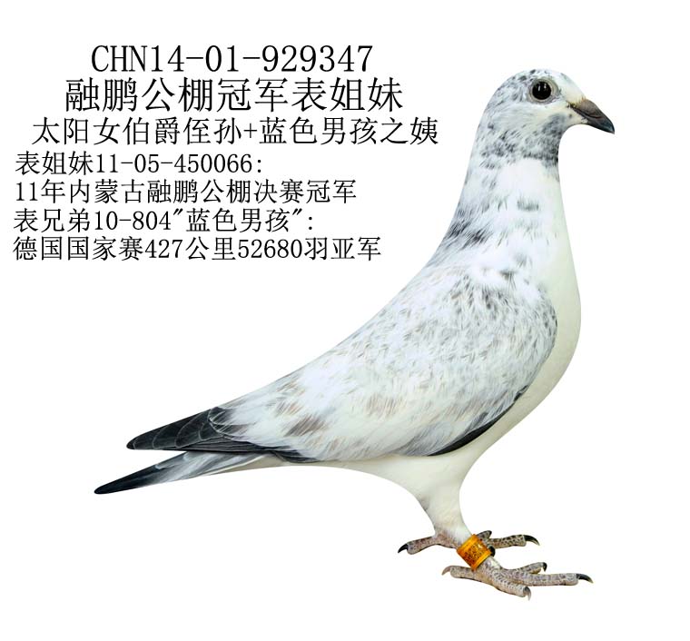 信鸽在线拍卖平台 - 中国信鸽信息网