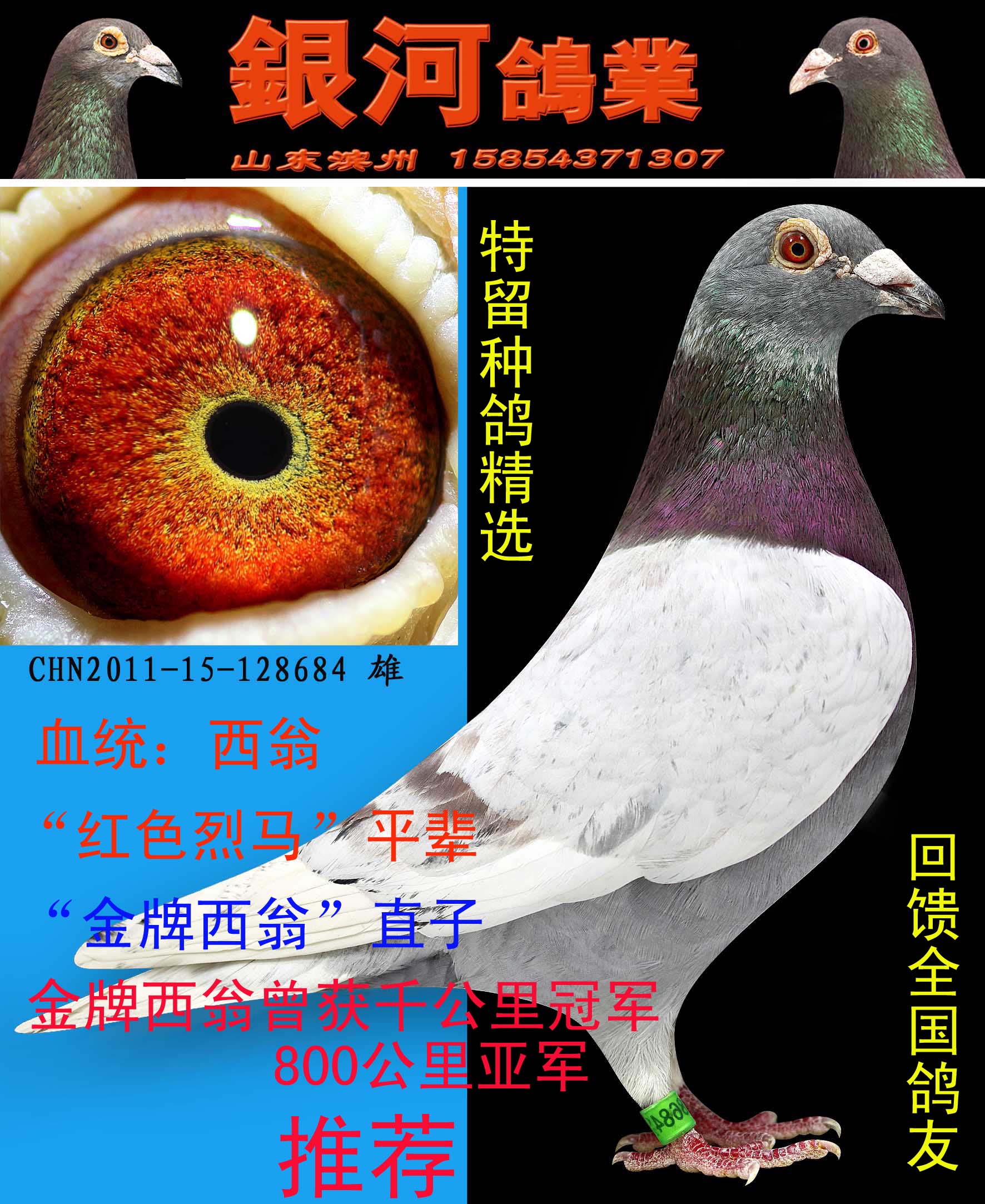 银河鸽业 - 中信网铭鸽展厅 www.ag188.com