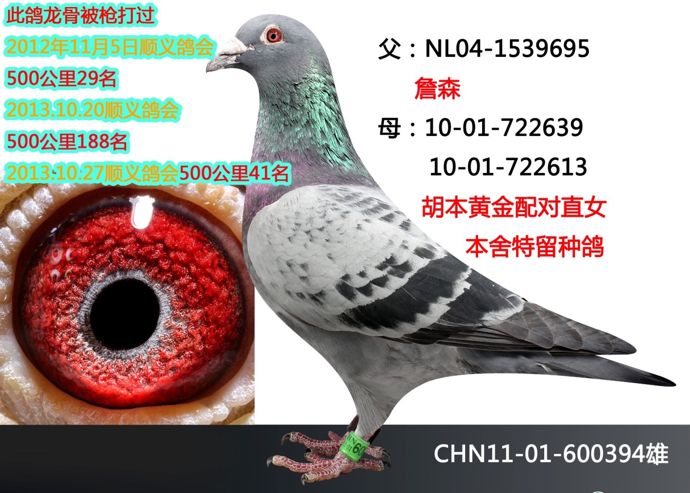 信鸽在线拍卖平台 - 中国信鸽信息网