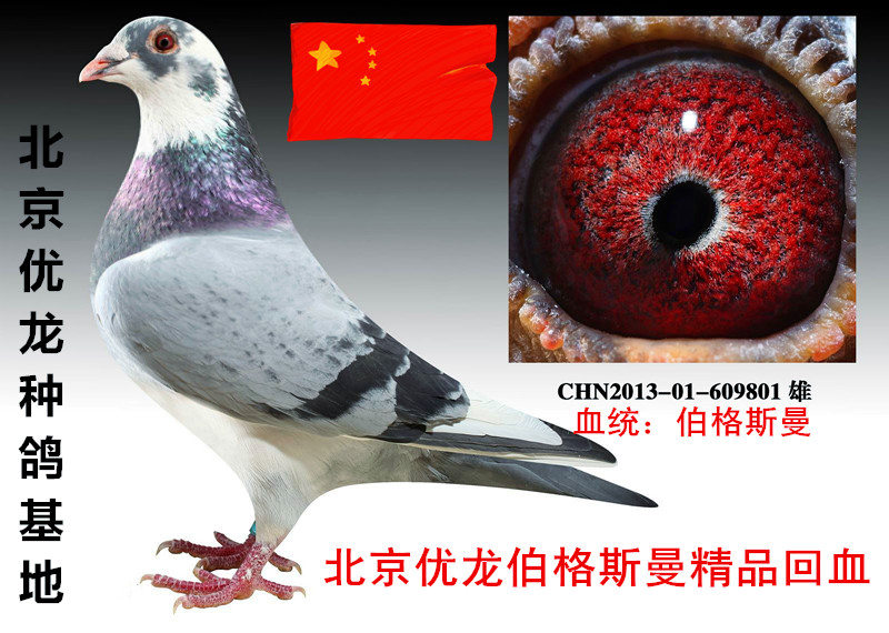 北京优龙精品伯格斯曼回血 保证金级 拍卖
