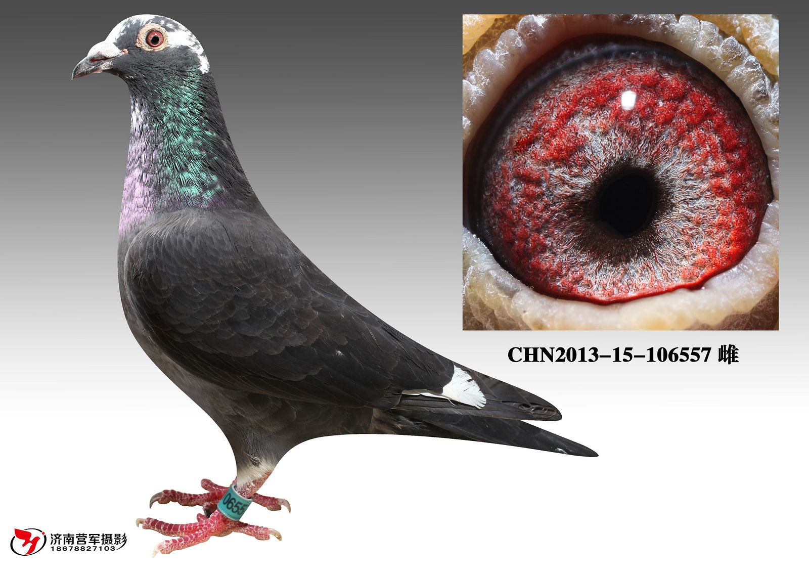 信鸽在线拍卖平台 - 中国信鸽信息网