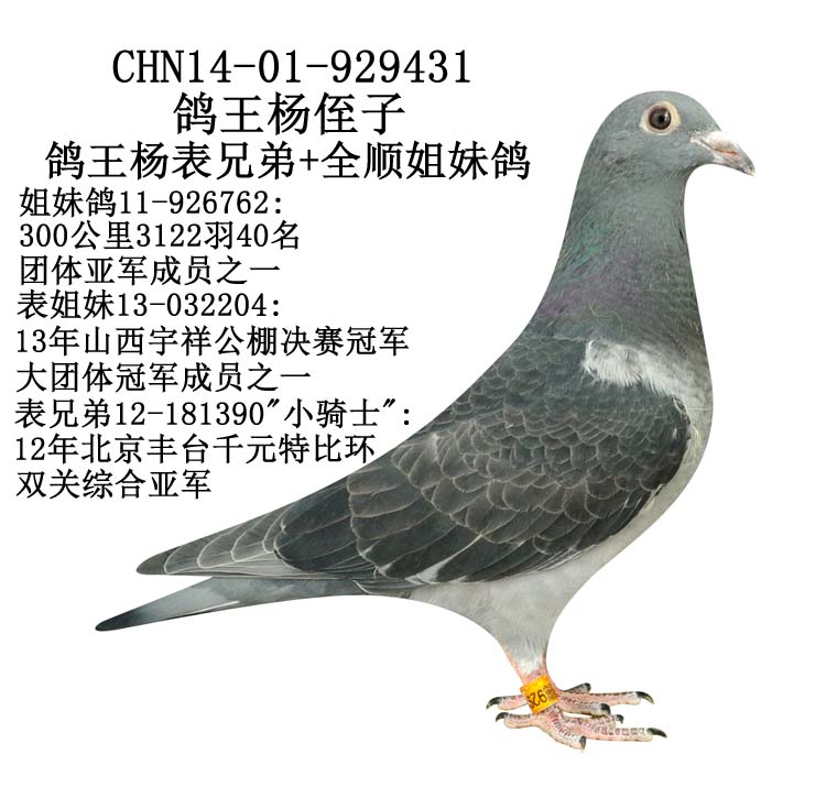 太阳育种联盟 - 中信网铭鸽展厅 www.ag188.com